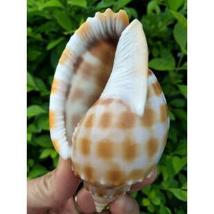 天然海螺贝壳口哨 天然海螺龙头螺号 海螺吹 天然贝壳
