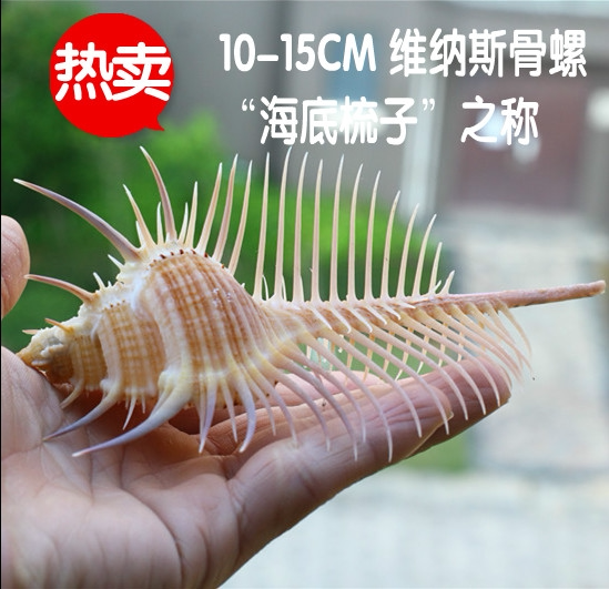 天然海螺贝壳维纳斯骨螺标本螺鱼缸地台装饰品地中海