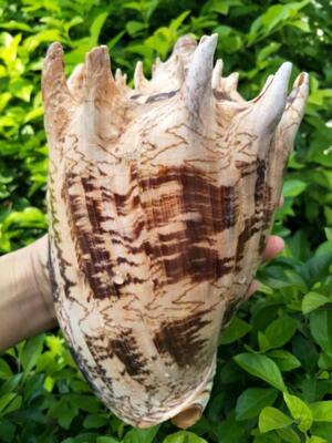 超大海螺贝壳海星 居家摆件 鱼缸造景 拍摄道具