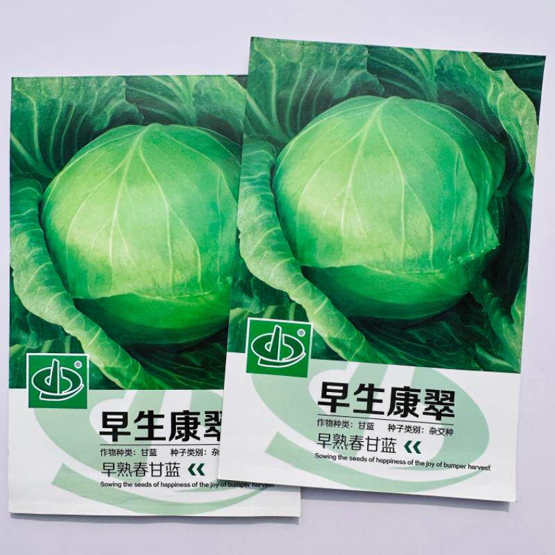 早生康翠甘蓝种子杂交早熟春甘蓝圆球形甘兰春季播包菜卷心菜种籽