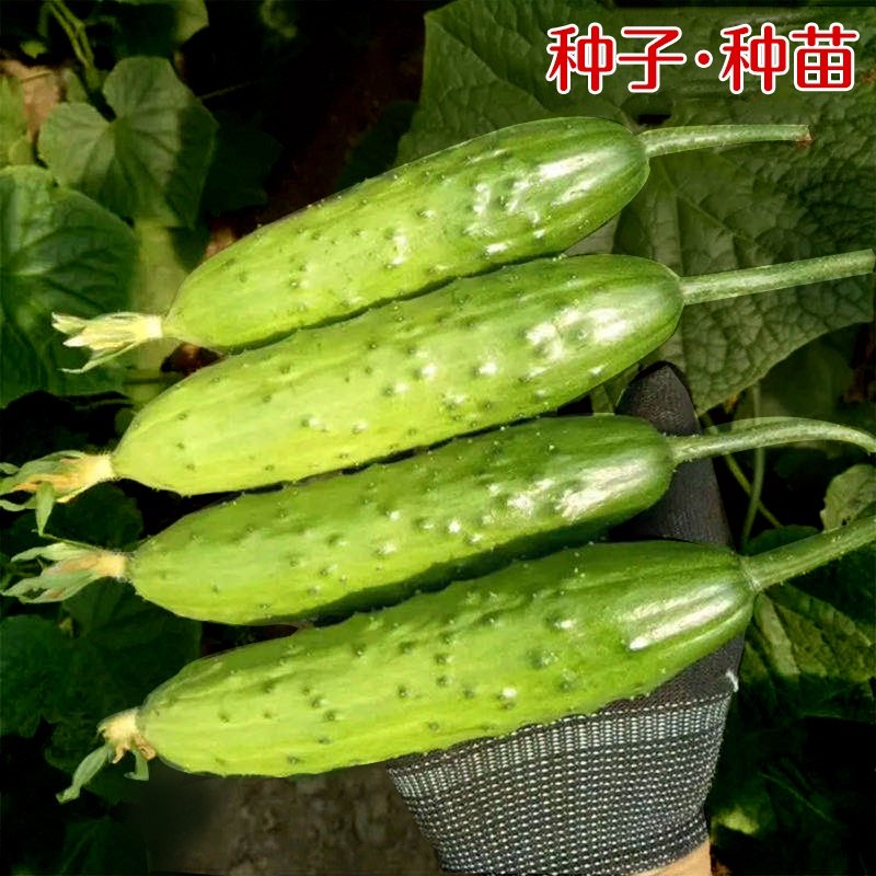 满地爬旱黄瓜种子菜籽水果黄瓜种籽四季黄瓜秋盆栽菜苗秧蔬菜种孑