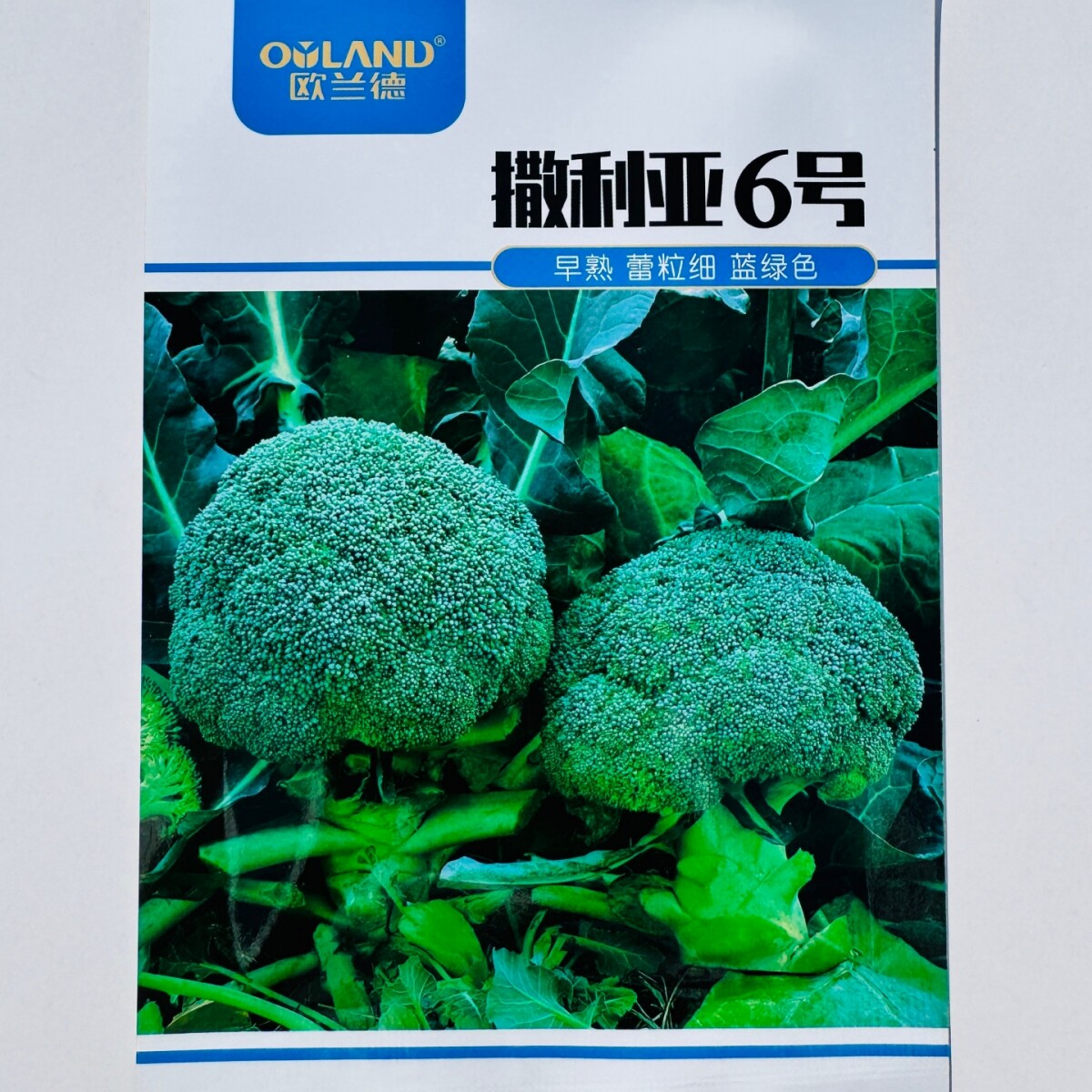 撒利亚6号西兰花种子西蓝花早熟耐寒青梗小米粒秋播青花菜种子籽