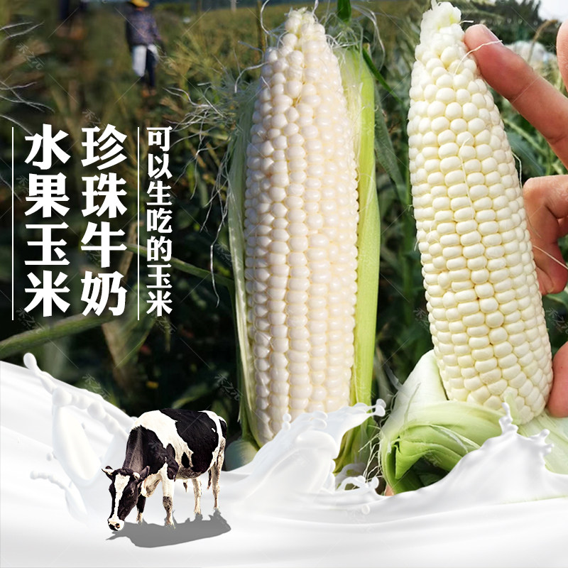 春秋珍珠牛奶水果玉米种子冰糖超甜非转基因白水果春季夏季四季玉