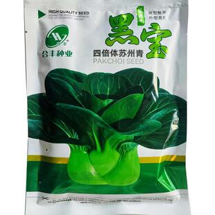 黑宝四倍体黑叶苏州青菜种籽种孑秋冬季移栽 作小青菜四季播种子