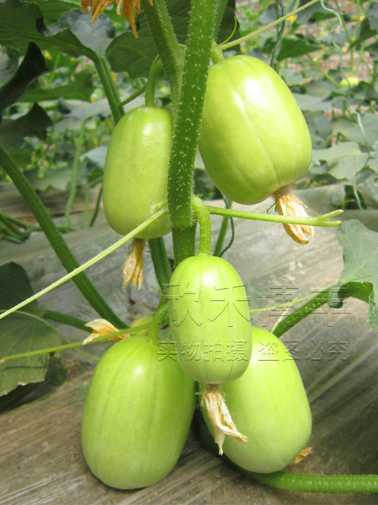 迷你小黄瓜种子金童玉女水果黄瓜种籽春夏季四季阳台盆栽蔬菜种孑