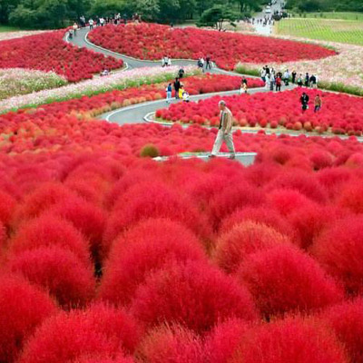 红地肤种子 绿地肤花种子 扫帚苗 孔雀松 景观花海庭院草花种籽子