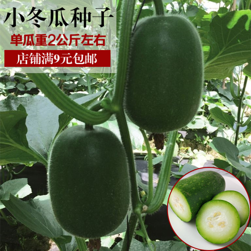 春秋播小冬瓜种子高产早熟黑皮青皮农家迷你冬瓜四季播耐热耐寒冬