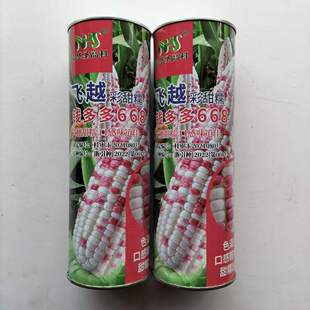 飞越钱多多668彩甜糯玉米种籽高产春秋大田杂交甜糯香花玉米种子