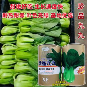 晓富蔬菜种籽珍品九九青梗菜种子甜嫩好吃小油菜种籽基地专用青菜