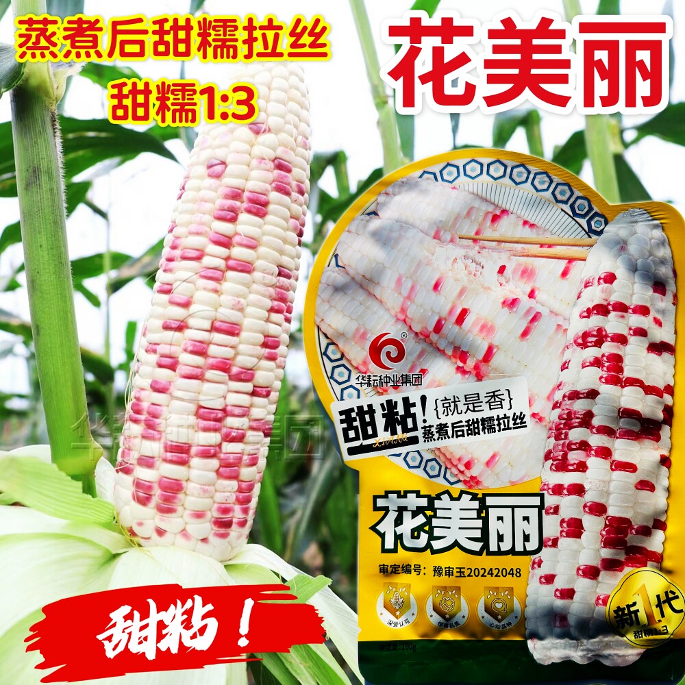 华耘花美丽花糯玉米种子鲜食大棒甜糯1比3彩甜糯玉米种籽春秋季播