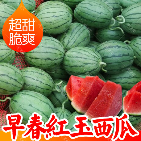 春秋早春红玉西瓜种子水果种子四季播超甜小西瓜种籽春季