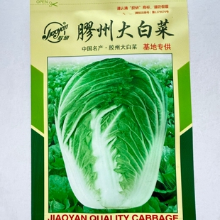 山东胶研 胶州大白菜 大白菜种子老品牌 基地正宗 好吃好卖 秋播