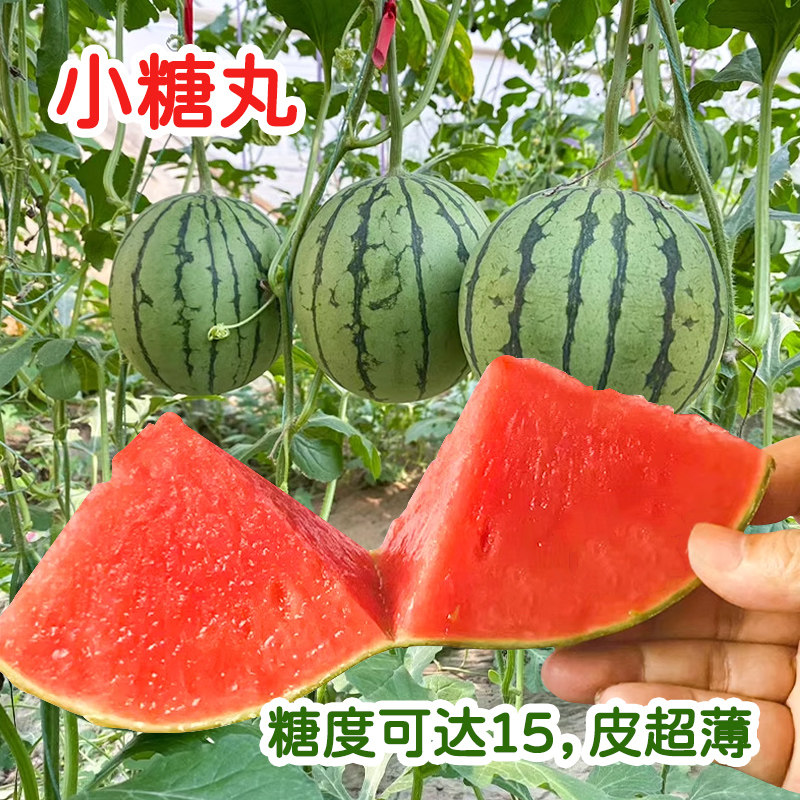 小糖丸西瓜种子苏梦6号小型迷你型薄皮西瓜种籽早熟高产盆栽瓜孑