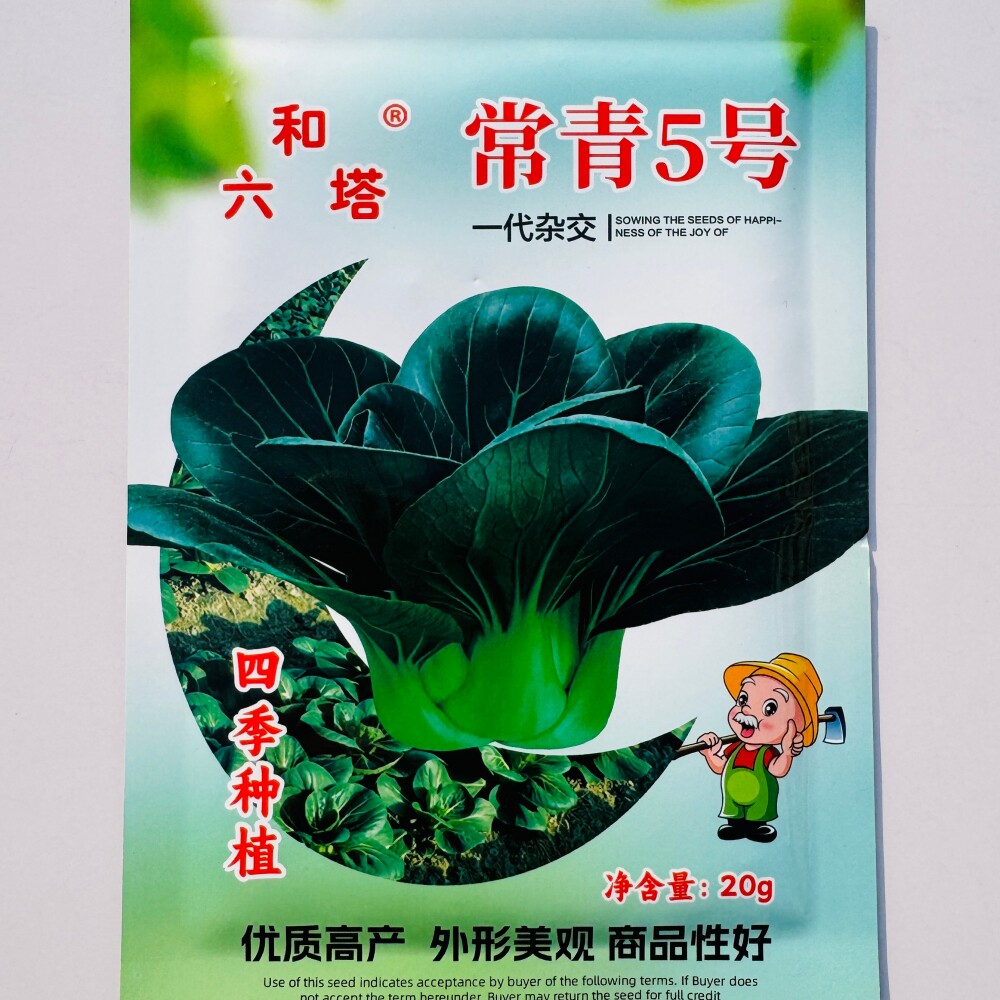 常青5号青梗菜种子口感软糯香甜耐热耐寒杂交小白菜种籽四季播种