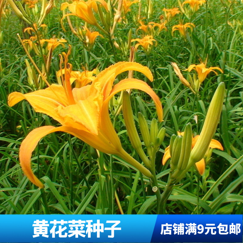 春秋播黄花菜种子 春播蔬菜保健类野菜金针菜种四季阳台盆栽 忘忧