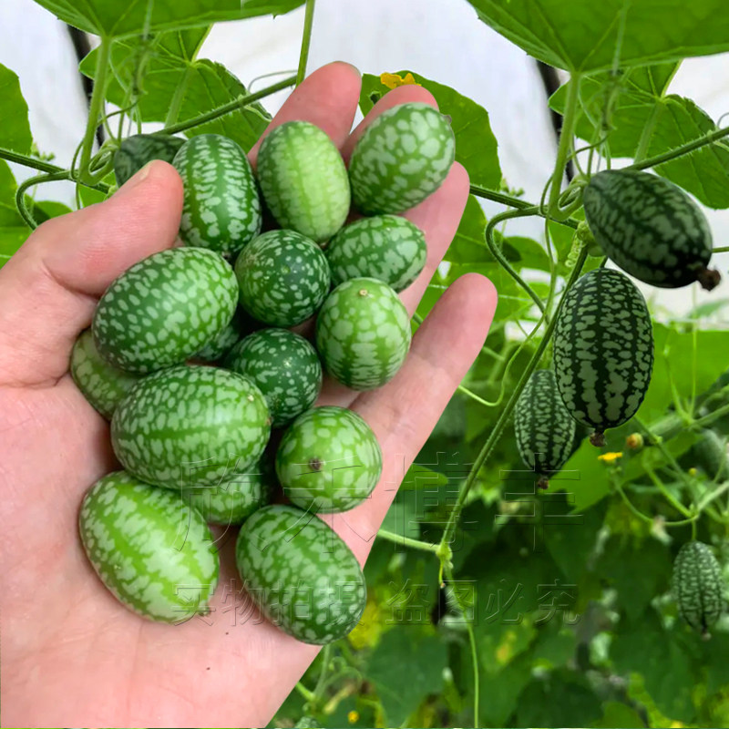 高产迷你拇指西瓜种子孑春夏秋季小黄瓜种籽爬藤观赏四季阳台盆栽