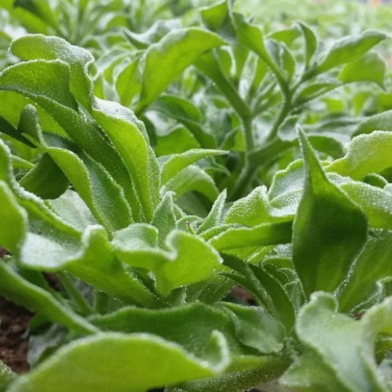 非洲冰草水晶冰菜种子/种籽 冰草苗 阳台冬季四季盆栽蔬菜苗孑