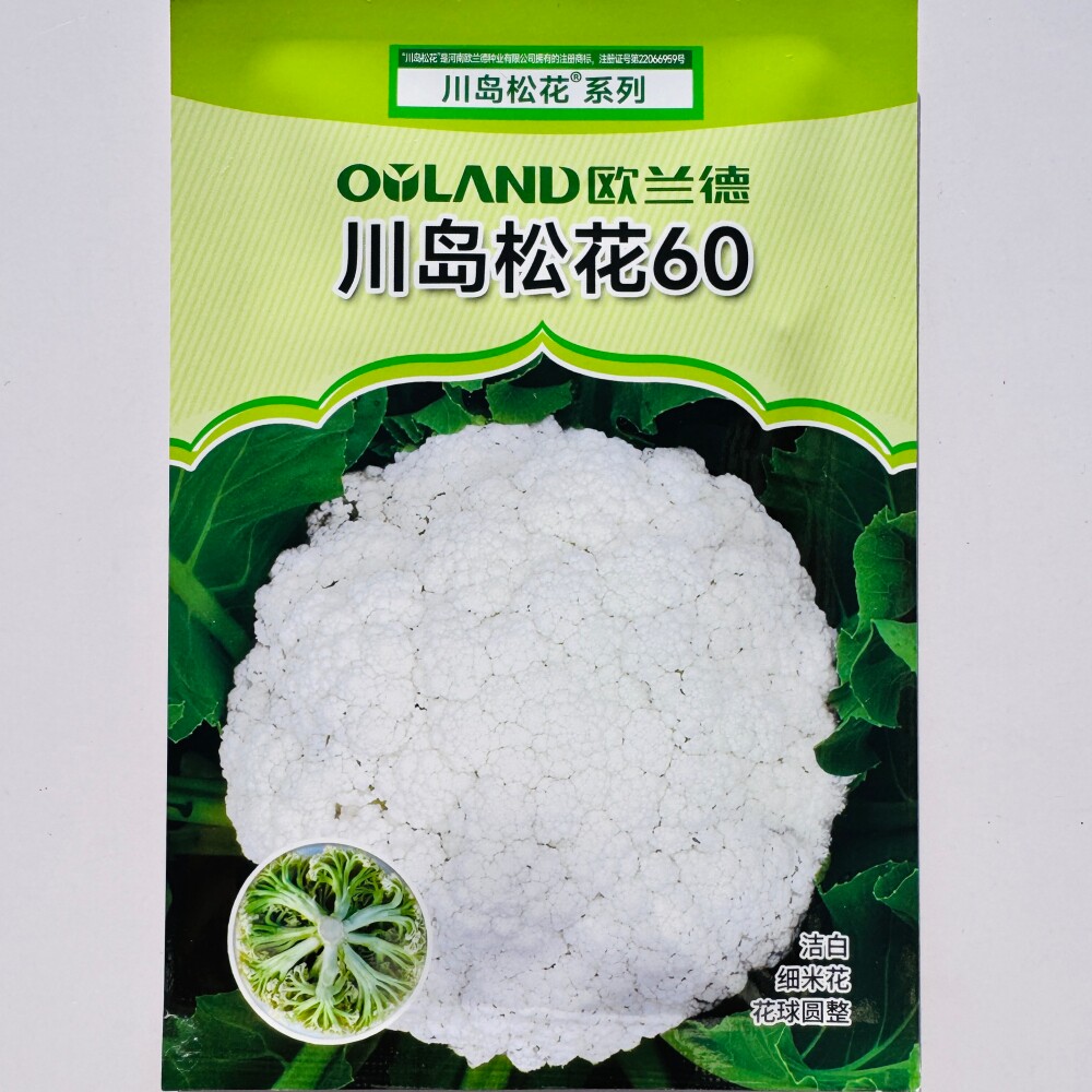 欧兰德川岛松花60白花菜种子杂交早熟花椰菜青梗松花菜种籽秋季播