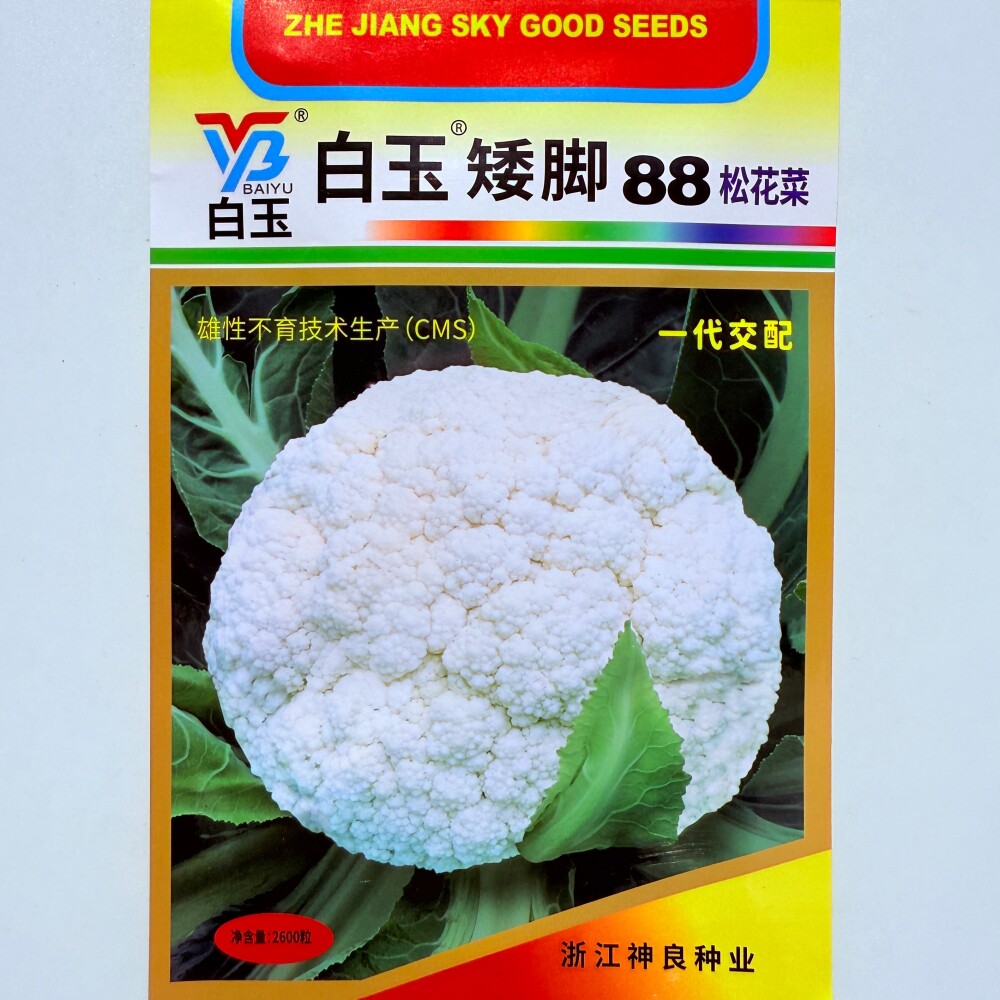 白玉矮脚88松花菜种子高产抗病耐热耐寒农家菜园种植蔬菜青菜种子