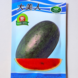 德美特大美人西瓜种子黑皮红瓤高产薄皮西瓜种籽春季播种水果种孑