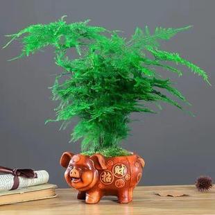 文竹盆栽植物办公室内绿植花卉客厅特大棵文竹苗矮生高端云竹盆景