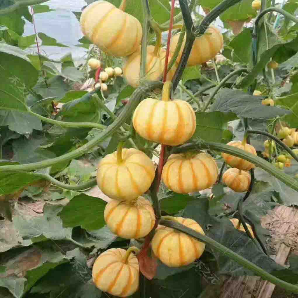 新品黄贝贝迷你南瓜种子迷你四季板栗蔬菜种种孑籽盆栽四季春