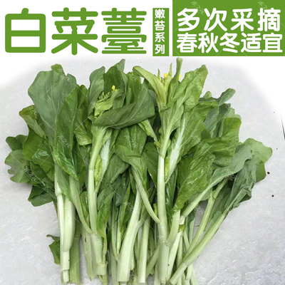 白菜苔种子阳台庭院种菜盆栽早熟白菜苔种子四季春夏秋播种冬种籽