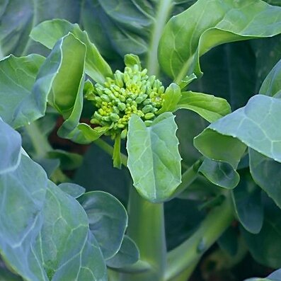 春秋播芥兰菜种籽 广东利宝芥兰 50天早熟白花 叶片肥厚 蜡粉少