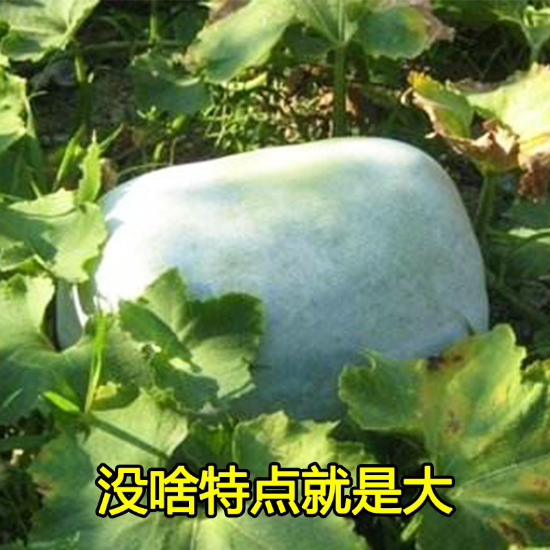 春秋大胖粉皮冬瓜种子/种籽 海南 高产特大巨型大冬瓜种籽子 四季