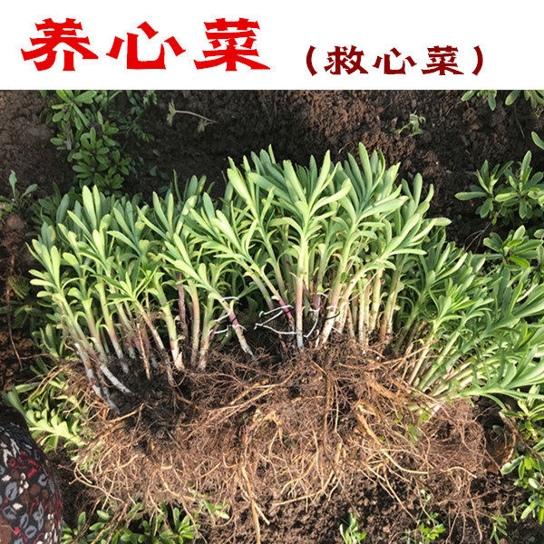 春秋播养心菜种苗 养心菜苗子 救心菜苗子 阳台盆栽救心菜 营养特