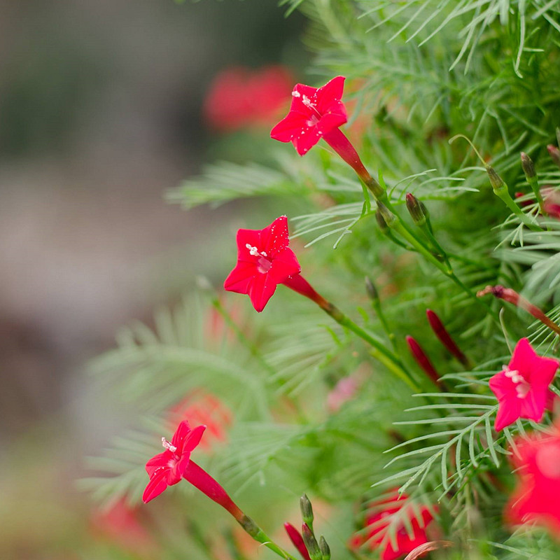 羽叶茑萝种子爬藤花卉种籽五角星花爬墙室外庭院四季易种阳台盆栽