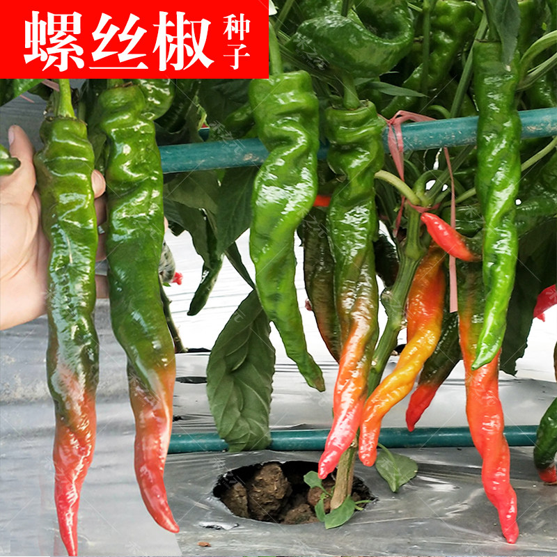 春秋播种子螺丝椒南螺2号 青椒早熟猪大肠辣椒基地专用栽培四季辣