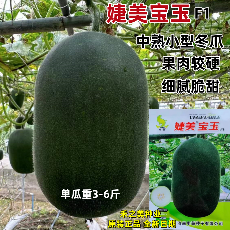 婕美宝玉小冬瓜种子杂交短圆筒形青绿皮小冬瓜种子细腻脆甜3-6斤
