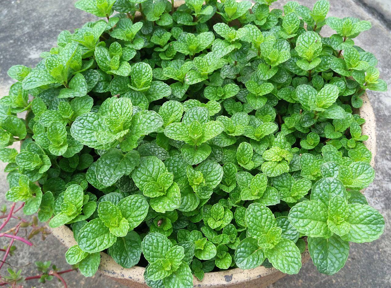 小叶薄荷种子留兰香薄荷籽种可食用薄荷种籽室内家种四季盆栽阳台