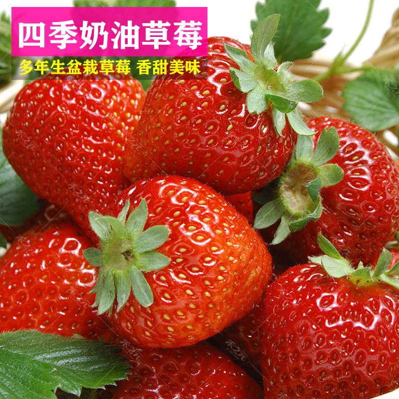春秋奶油草莓种子水果种籽四季种植家庭春季秋冬季盆栽草莓种籽阳