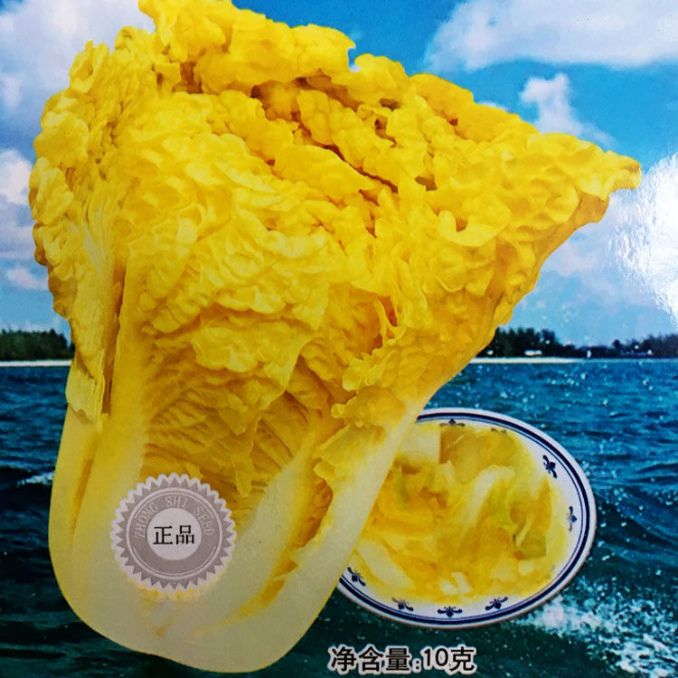 鸡蛋黄大白菜种子种籽秋季黄心四菜籽菜种高产蔬菜孑秋籽种特耐寒