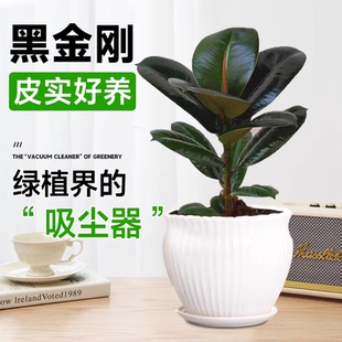 黑金刚橡皮树盆栽室内绿植四季好养易活橡胶树植物净化空气
