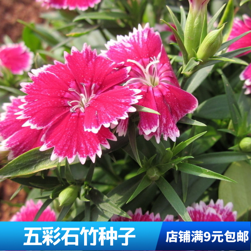 春秋播五彩石竹种子洛阳花多年生宿根花籽夏季秋季播种庭院阳台耐