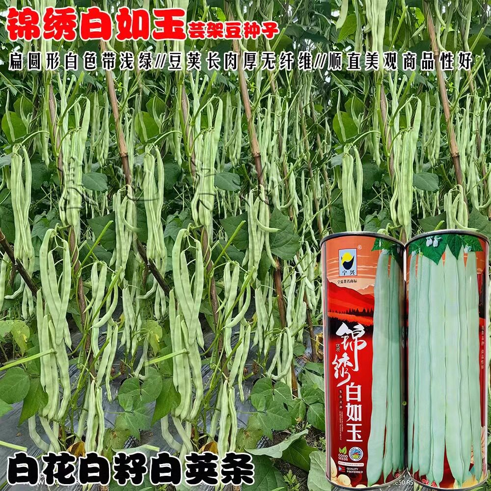 架豆种子锦绣白如玉早熟高产圆棍形白芸豆种籽春秋白芸豆菜豆种子