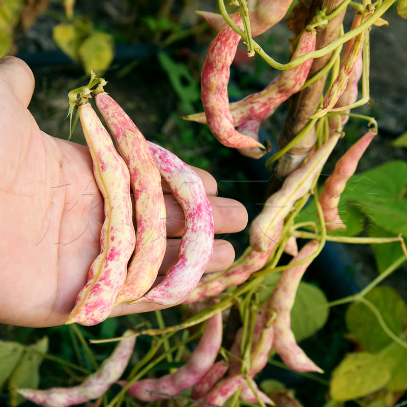 春秋播东北黄金钩红金钩豆角种子油豆秋季芸豆蔬菜种籽架豆四季播
