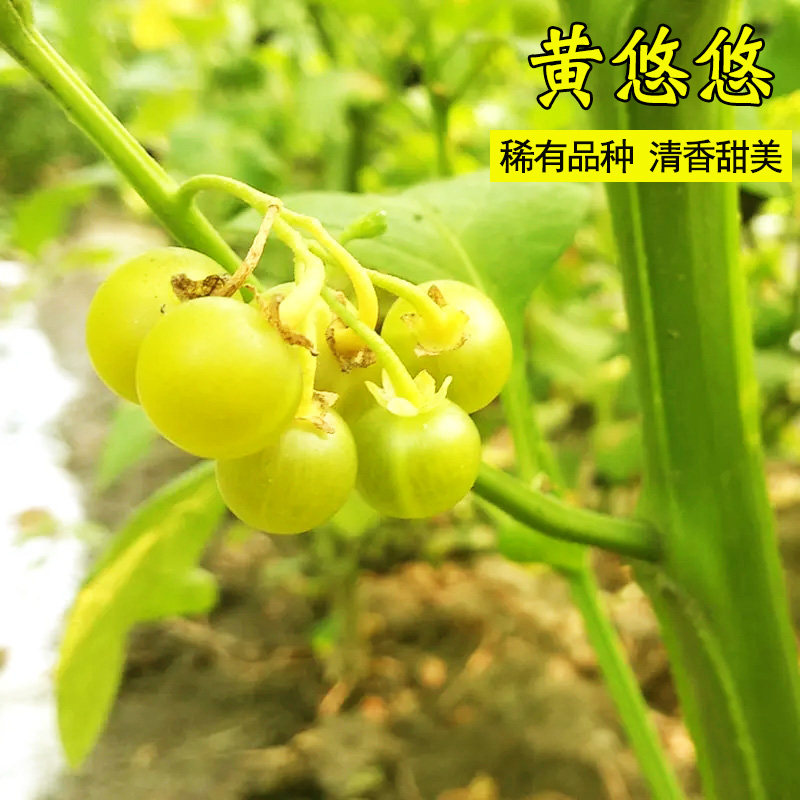 春秋播黄悠悠种子星星野生龙葵黑天天种籽 黑加仑蔬菜果野菜种子