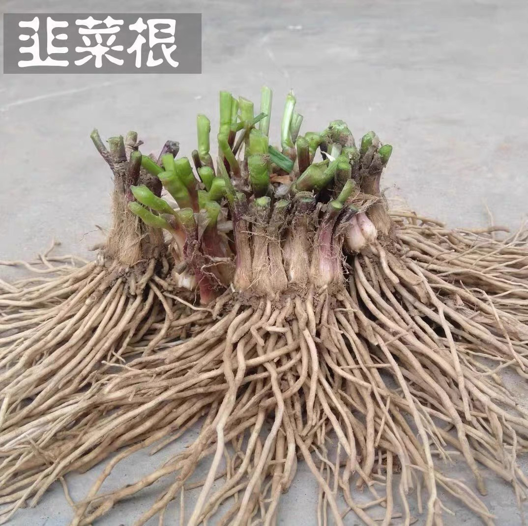 春秋新韭菜苗现挖紫红根韭菜籽苗阳台盆栽种菜四季绿色无公害蔬菜