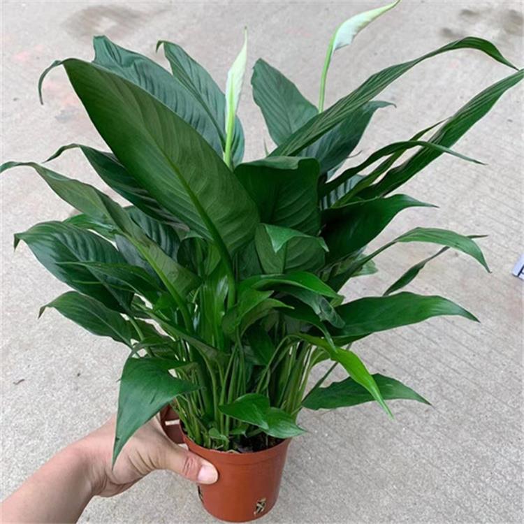 白掌一帆风顺盆栽水培植物办公室内绿植红掌四季开花好养带花苞