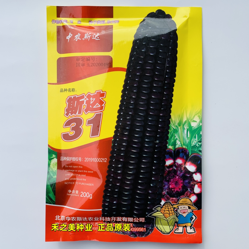 斯达31玉米种子春夏秋播早熟大棒型抗倒伏倒折黑糯鲜食玉米种籽孑