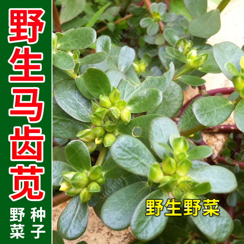 春秋播野生食用马齿苋种子 马芷苋半枝莲太阳花新鲜马苋菜野菜蔬