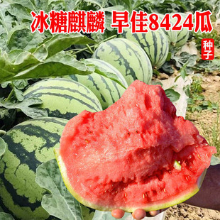 8424麒麟西瓜种子美都懒汉黄瓤西瓜种籽春秋四季水果蔬菜种孑大全