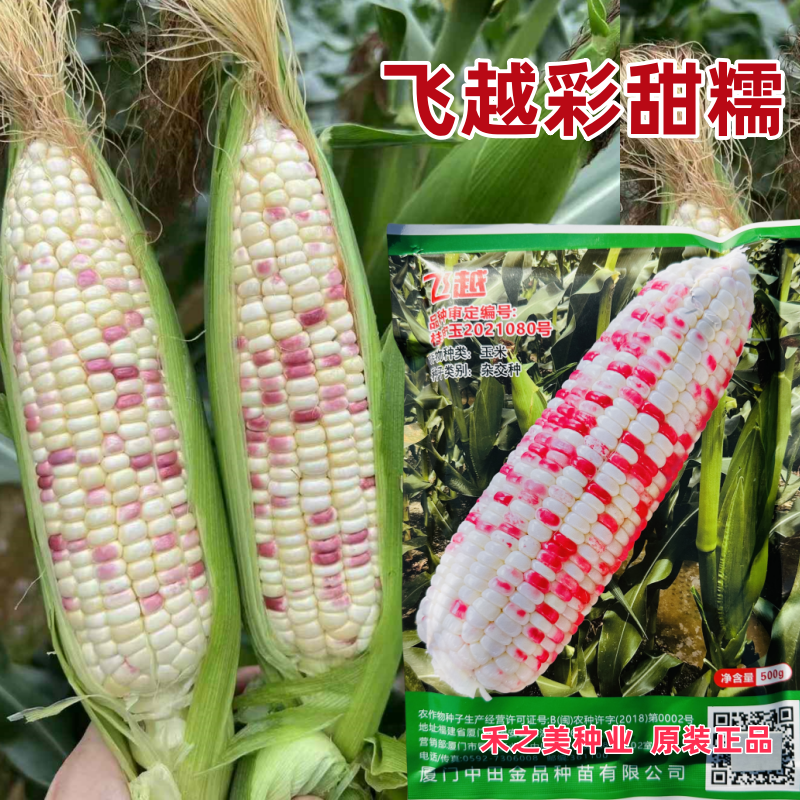 中田金品飞越彩甜糯玉米种子大棒甜糯鲜食彩玉米种子香甜软糯玉米