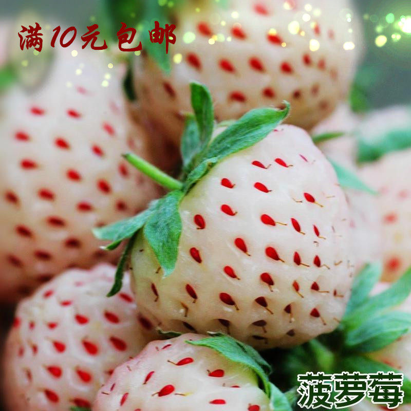 春秋播白草莓苗子 奶油草莓种子四季草莓奶油草莓种子 花种室内阳