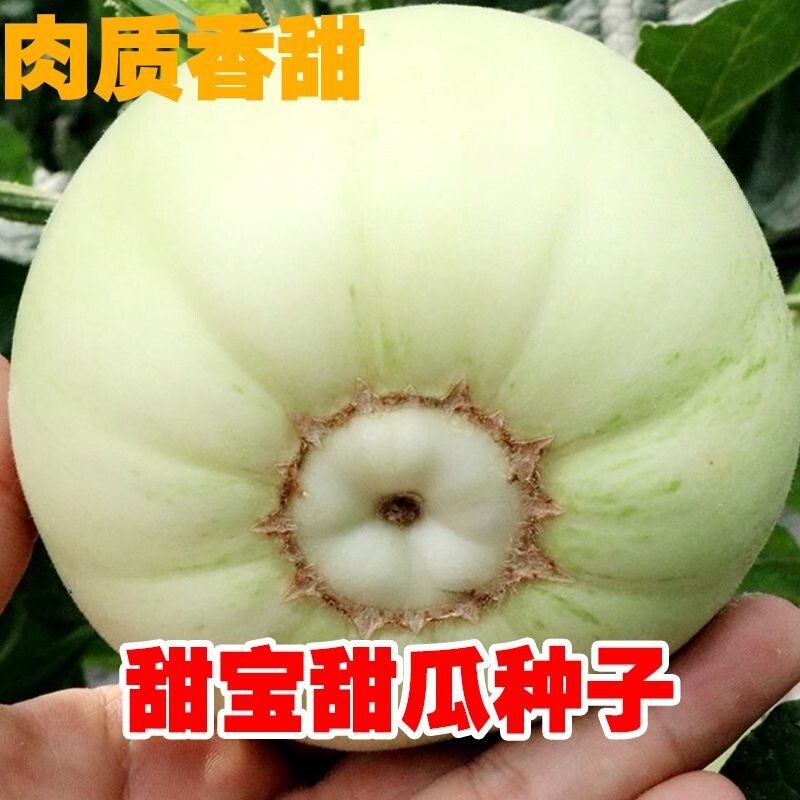绿宝甜瓜香瓜种子皮薄香甜香瓜种籽高产早熟易种阳台盆栽农家瓜果