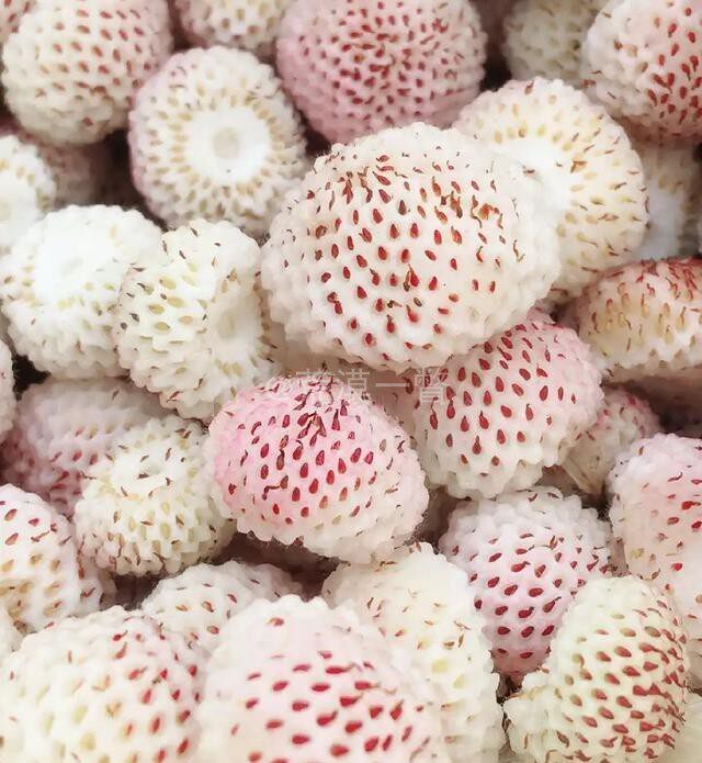 春秋播黄毛草莓种子 梦幻菠萝 水蜜桃果香 人参宝宝系列 荒漠一瞥